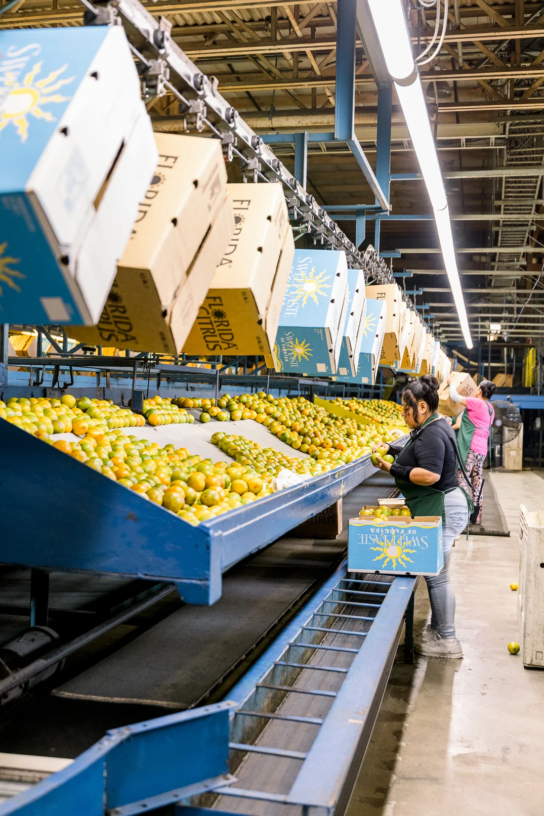 Feeks Citrus Packing Facility_Verola Media-30